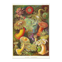 Artforms of Nature #49 Gallery Wrap Canvas