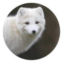 Artic Fox Stickers