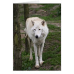 artic wolf greeting card