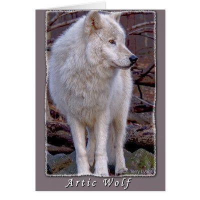 Artic Wolf Cards by TLphoto