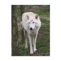 artic wolf post cards