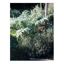 Artichoke and Lavender Postcard