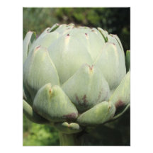 Artichoke Plant. Announcements