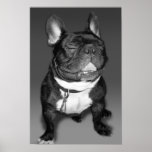 Artistic Photography of A French Bulldog Smile posters