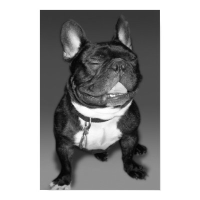 Artistic Photography of A French Bulldog Smile Posters by jfarrell12