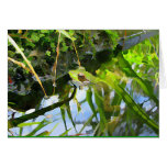 Artsy Frog Greeting Cards