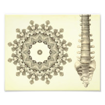 Artwork of the Lumbar Spine Chiropractic Photo Art