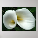 Arum Lilies Print