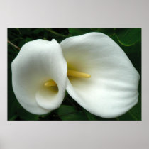 Arum Lilies Print