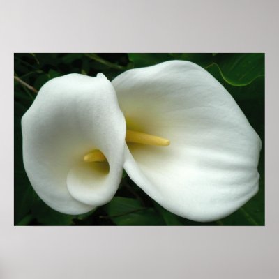 Arum Lilies Print by ckeenart