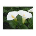 Arum Lillies postcards