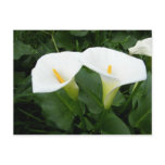 Arum Lillies postcards