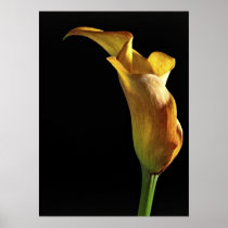 Arum Lily Posters