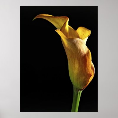 Arum Lily Posters by Eggznbeenz