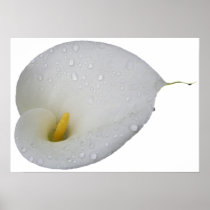 Arum Lily with Rain Drops Print