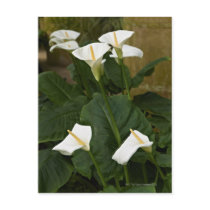 Arum or calla lilies, Zantedeschia aethiopica, Postcard