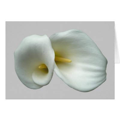 Arum White Lilies Cards by floral_designs