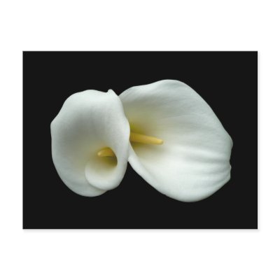 Arum White Lilies Postcards by floral_designs