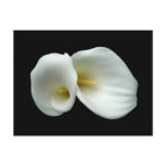 Arum White Lilies postcards