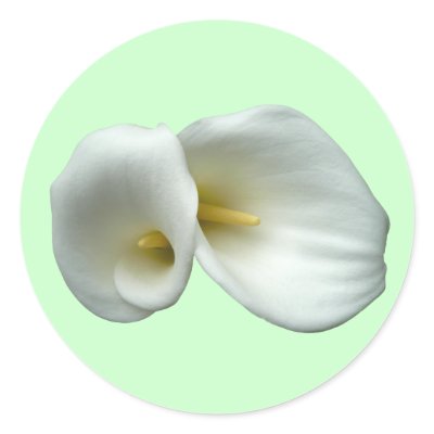 Arum White Lilies Stickers by floral_designs
