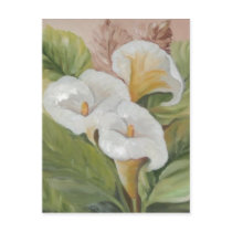 ARUMS POSTCARD / POSTAL
