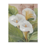 ARUMS POSTCARD / POSTAL
