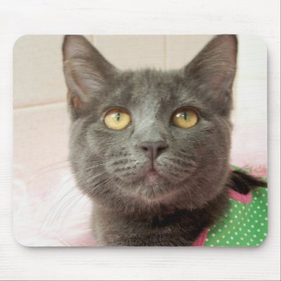 arys sweet face by KatAnnette