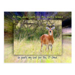 As The Deer Pants for the Water Brooks... Postcard
