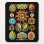 Ascidiacea mousepads