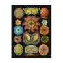 Ascidiacea Postcards