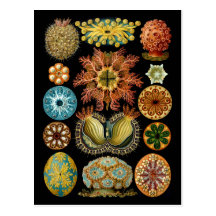Ascidiacea Postcards