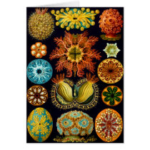 Ascidiacea (Sea Squirts), Ernst Haeckel