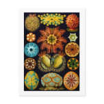 Ascidiacea (Sea Squirts), Ernst Haeckel