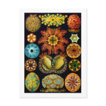 Ascidiacea (Sea Squirts), Ernst Haeckel