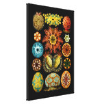 Ascidiacea (Sea Squirts), Ernst Haeckel Stretched Canvas Prints