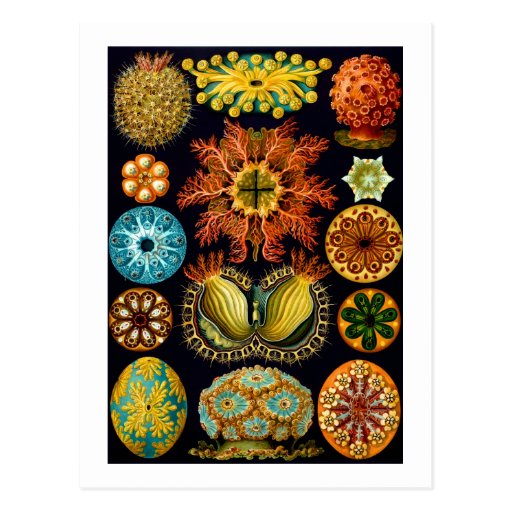 Ascidiacea (Sea Squirts), Haeckel Fine Art Post Card