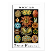 Ascidiae by Ernst Haeckel Post Card