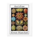 Ascidiae by Ernst Haeckel