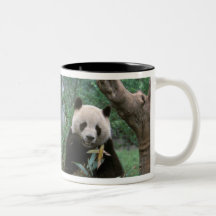 Asia, China, Chengdu. Giant Panda Sanctuary - 2 Coffee Mug