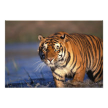 ASIA, India, Bengal Tiger Panthera tigris) Photo