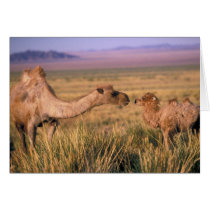 Asia, Mongolia, Gobi Desert, Great Gobi