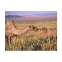 Asia, Mongolia, Gobi Desert, Great Gobi