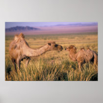 Asia, Mongolia, Gobi Desert, Great Gobi