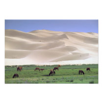 Asia, Mongolia, Gobi Desert. Wild horses.