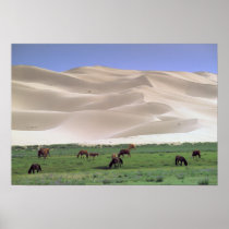 Asia, Mongolia, Gobi Desert. Wild horses.