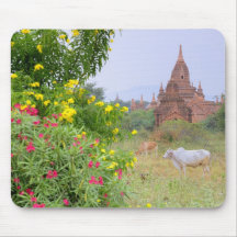 Asia, Myanmar (Burma), Bagan (Pagan). Cows Mouse Pads