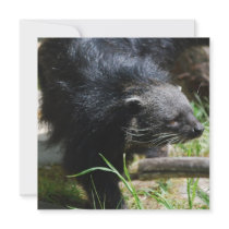 Asian Bearcat  Invitations