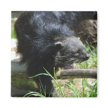 Asian Bearcat Magnet