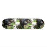 Asian Bearcat  Skateboard