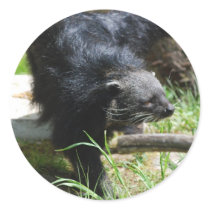 Asian Bearcat Sticker